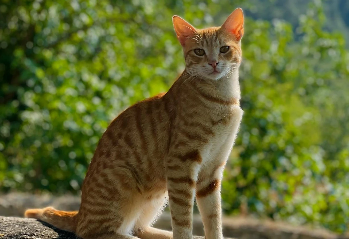 ki